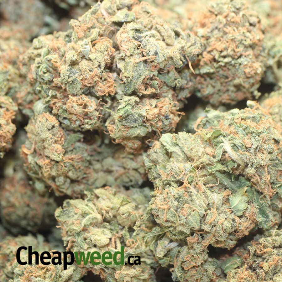 AGENT ORANGE DOD 1 I Agent Orange - *Deal Of The Day*