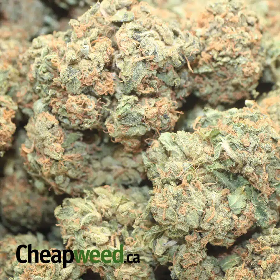 AGENT ORANGE DOD 1 I Agent Orange - *Deal Of The Day*