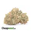 Agent Orange - *Deal Of The Day*