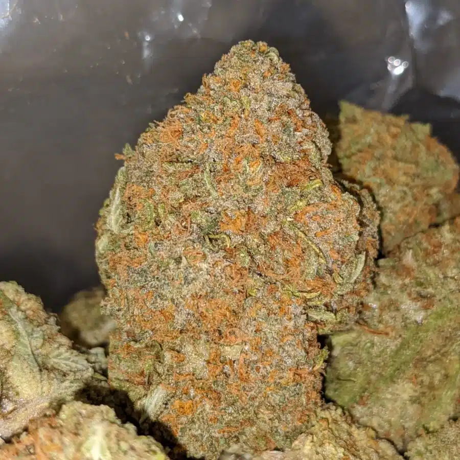 ANIMAL CRACKER 1 I Pineapple Nuken