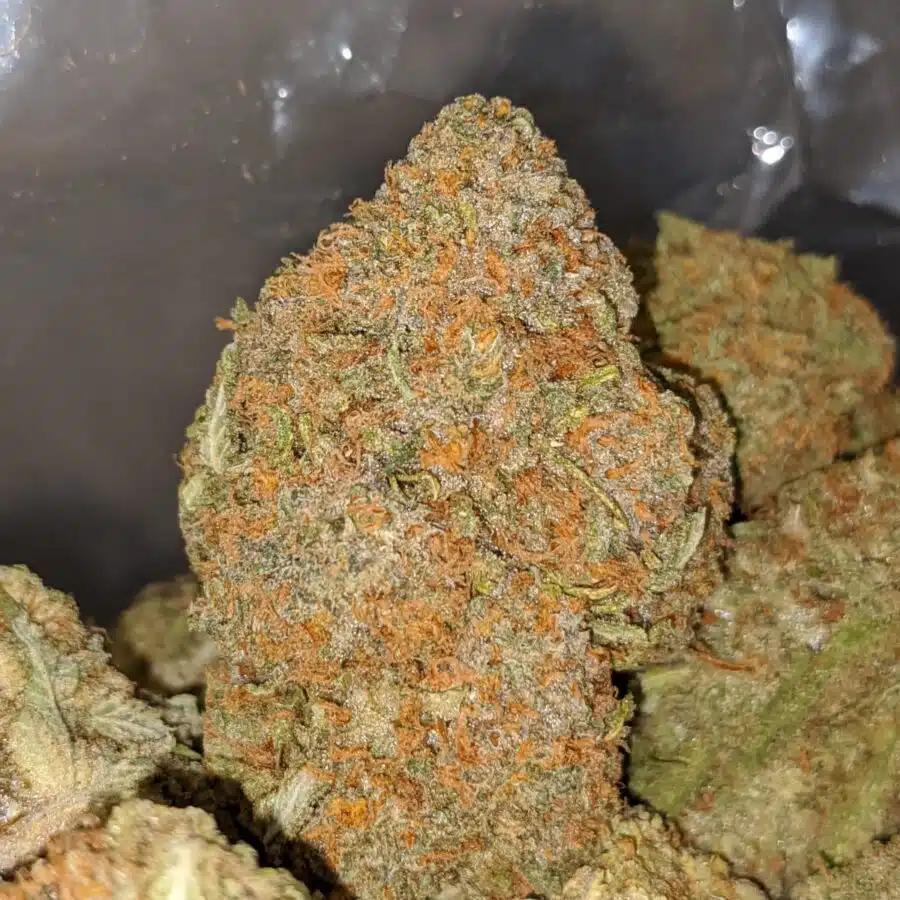ANIMAL CRACKER 2 I Pineapple Nuken