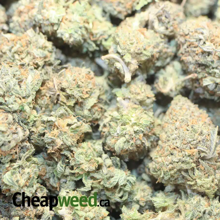 ATOMIC HAZE 1 I Atomic Haze