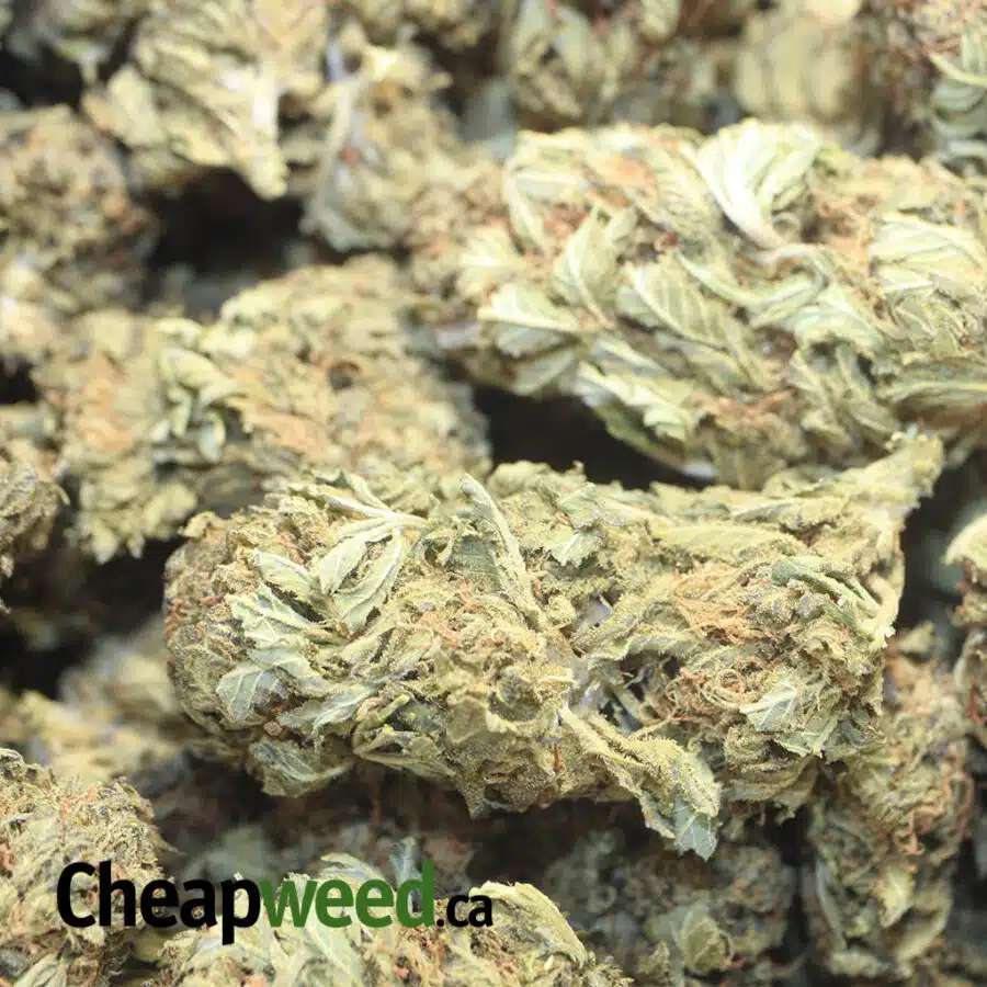 BLACK BUDDHA AA 1 I Black Buddha AA+