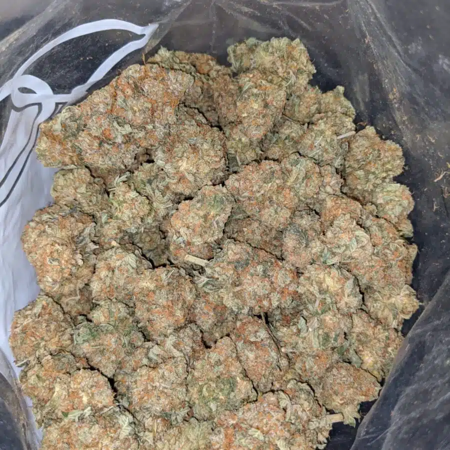 Alternative view of Chemo Kush