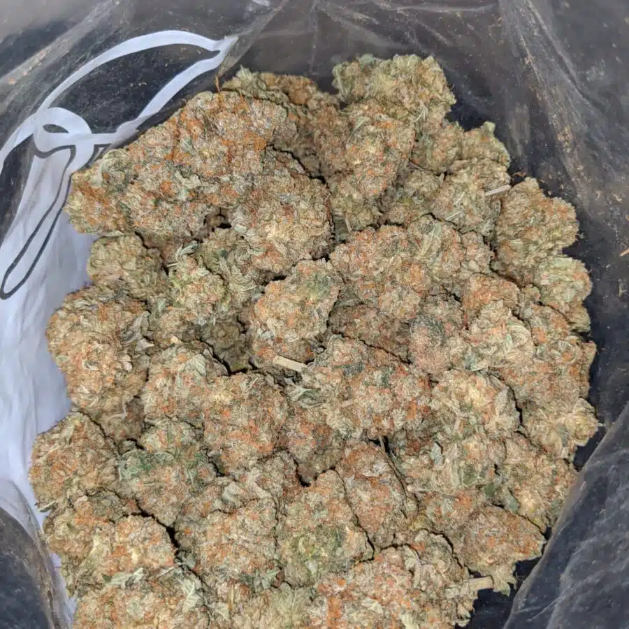 Chemo Kush