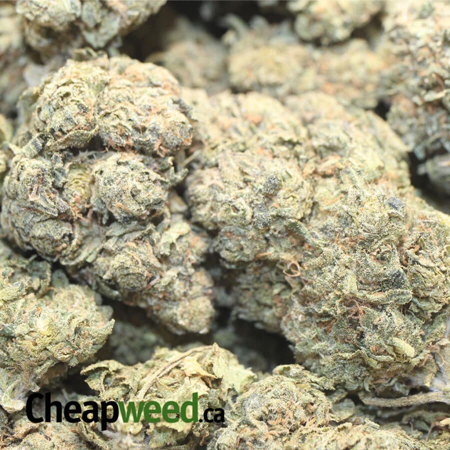 DIESEL PUNCH DOD 1 I Diesel Punch - *Deal Of The Day*