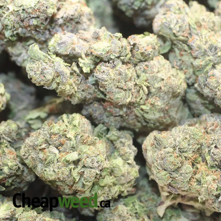 DRAGON BREATH DOD 1 I Dragon Breath - *Deal Of The Day*