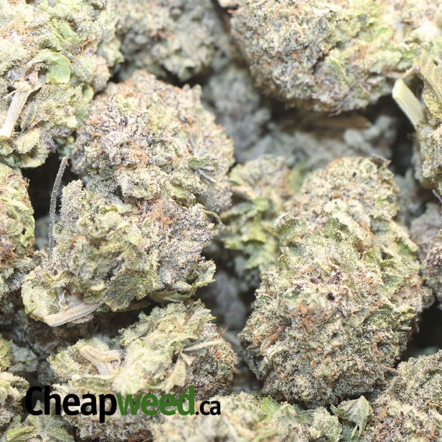 DURBAN POISON FIRE 1 I Durban Poison - Deal of the Day