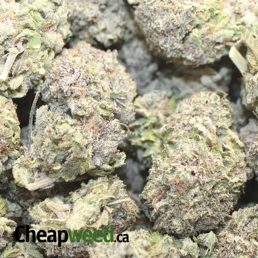 DURBAN POISON FIRE 1 I Durban Poison - Deal of the Day
