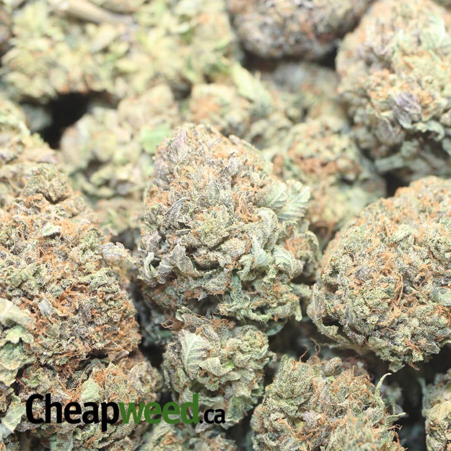 EMMA PURPLE BUBBA 1 I Emma's Purple Bubba