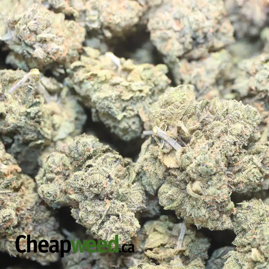 GALACTIC HAZE DOD 1 I Galactic Haze - *Deal Of The Day*