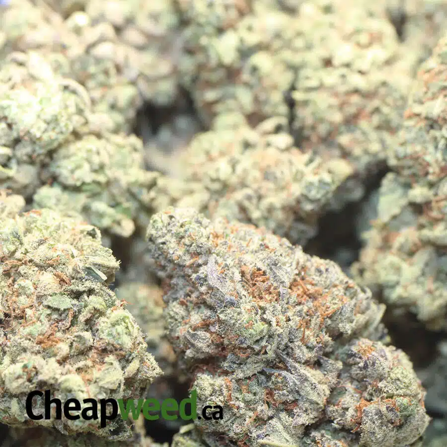 GOLDEN JAMAICAN KUSH 1 I Golden Jamaican Kush