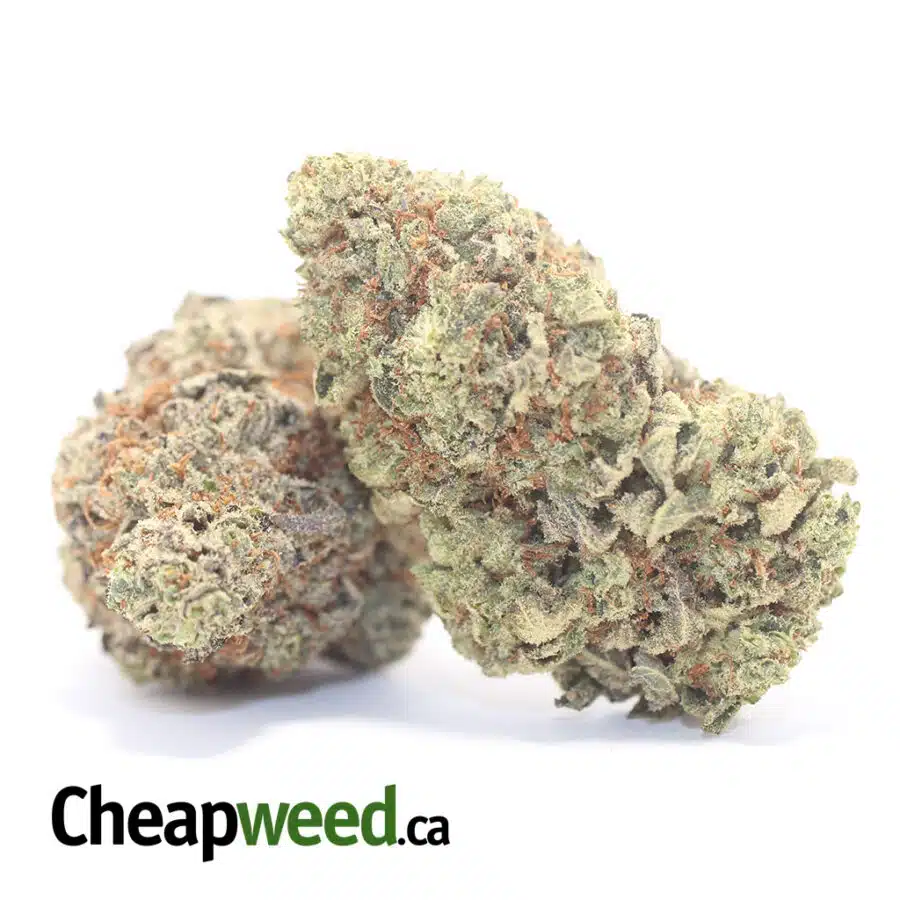 Alternative view of Golden Jamaican Kush
