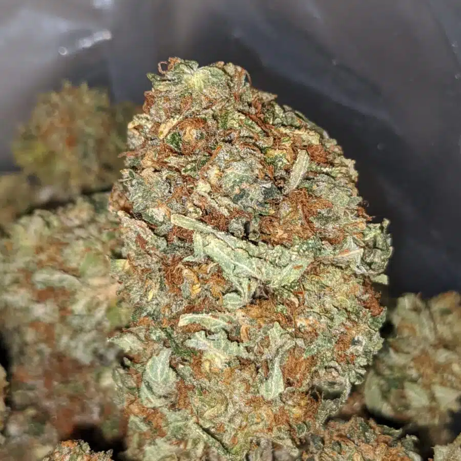 GOLDEN KOSHER 1 I Emma's Chemo Kush