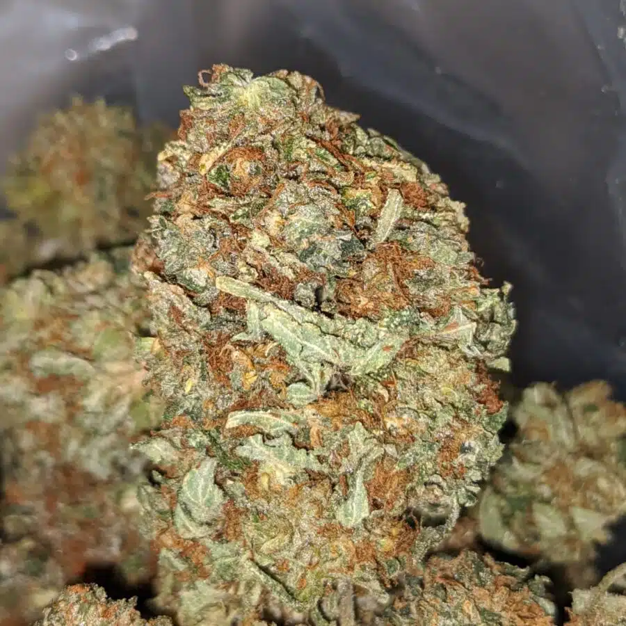 Alternative view of Emma's Chemo Kush