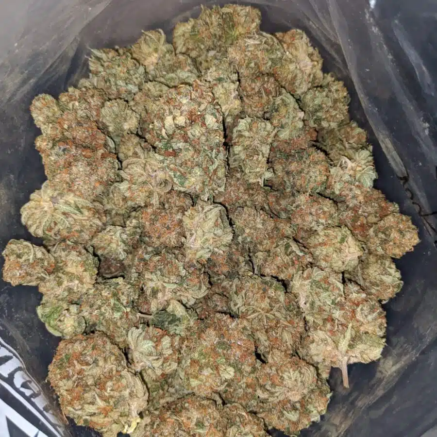 GOLDEN KOSHER 4 I Emma's Chemo Kush