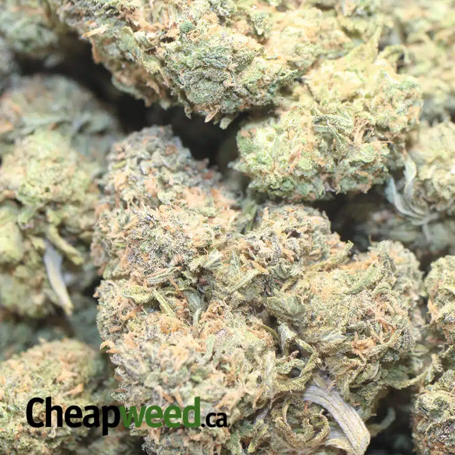 ISLAND PUNCH DOD 1 I Island Punch - *Deal Of The Day*