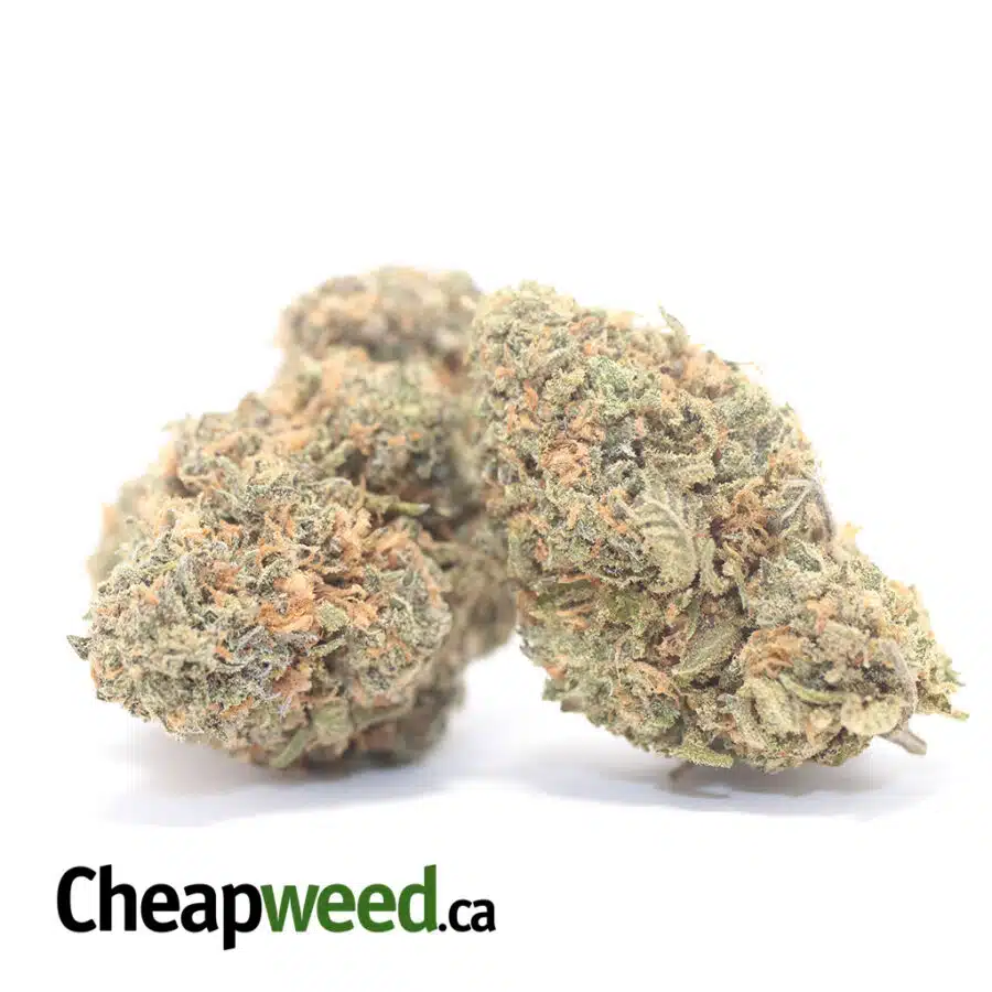 Alternative view of Island Punch - *Deal Of The Day*