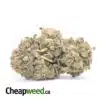 Jackfruit Haze - *Deal Of The Day*