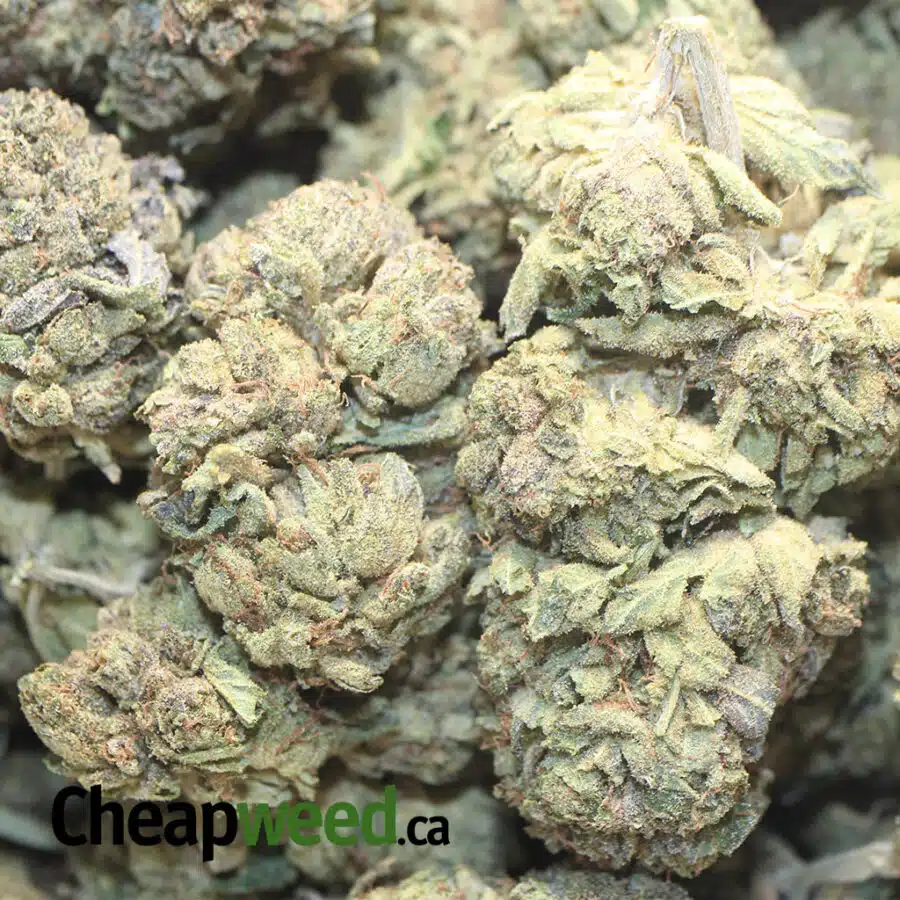 JACKFRUIT HAZE DOD 3 I Jackfruit Haze - *Deal Of The Day*