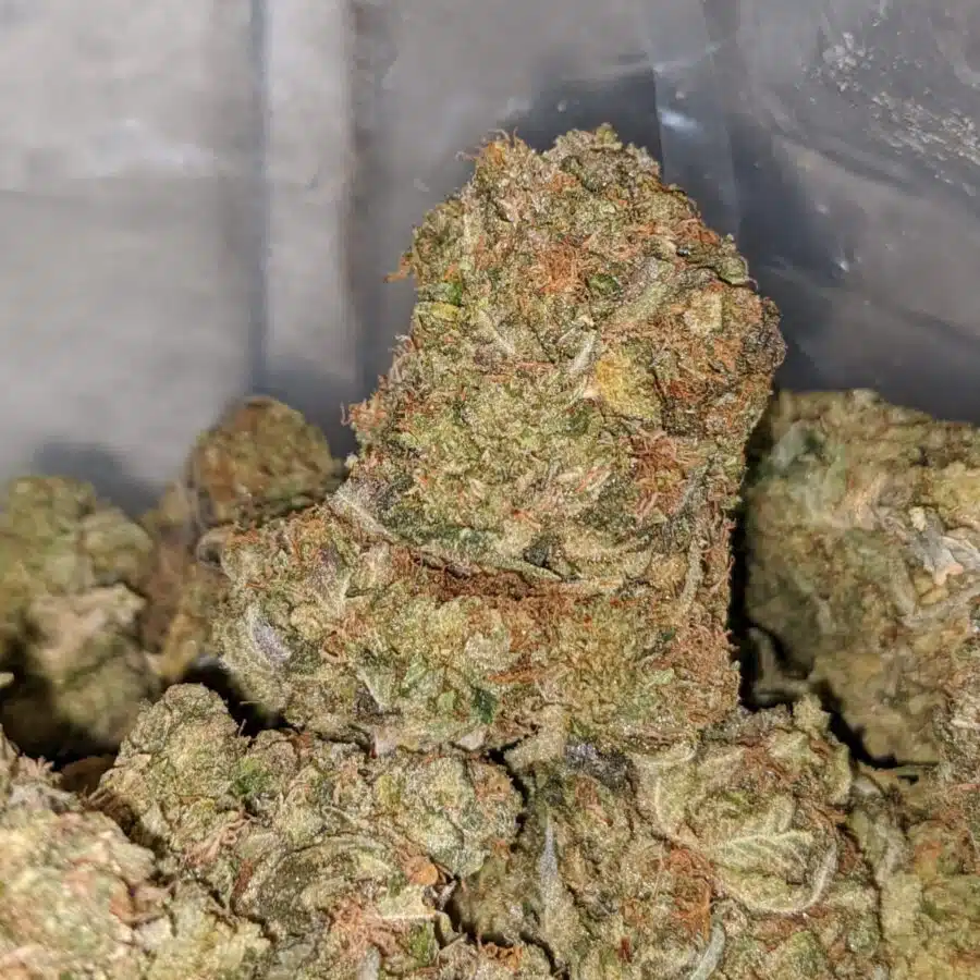 JILLY BEAN 1 I Pink Jetfuel - *Deal Of The Day*