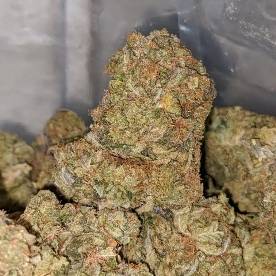 JILLY BEAN 3 I Pink Jetfuel - *Deal Of The Day*