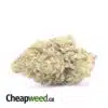 Jungle Mintz - *Deal Of The Day*