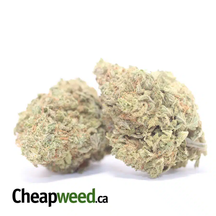 JUNGLE MINTZZ DOD 3 I Jungle Mintz - *Deal Of The Day*