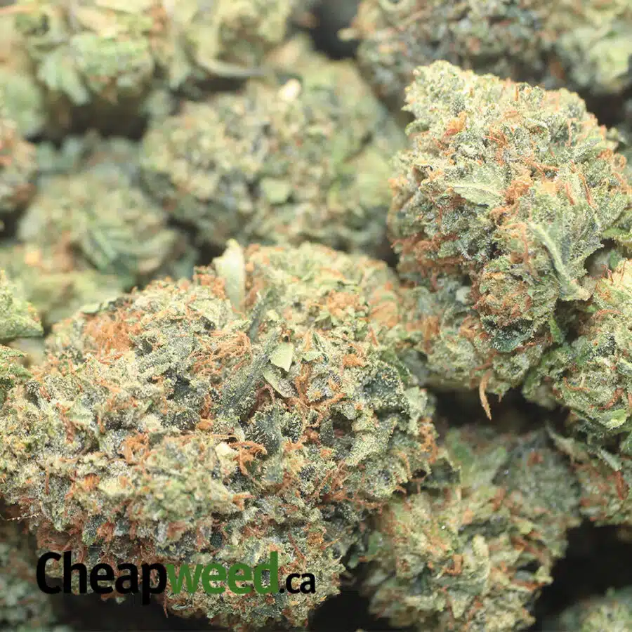 KINGS BUBBA DOD 1 I King's Bubba - *Deal Of The Day*