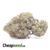 King's Bubba - *Deal Of The Day*