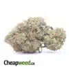 King's Bubba - *Deal Of The Day*