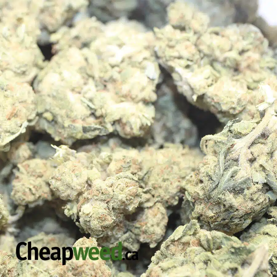 LEMON PUNCH BS 3 I Lemon Punch Bulk Special