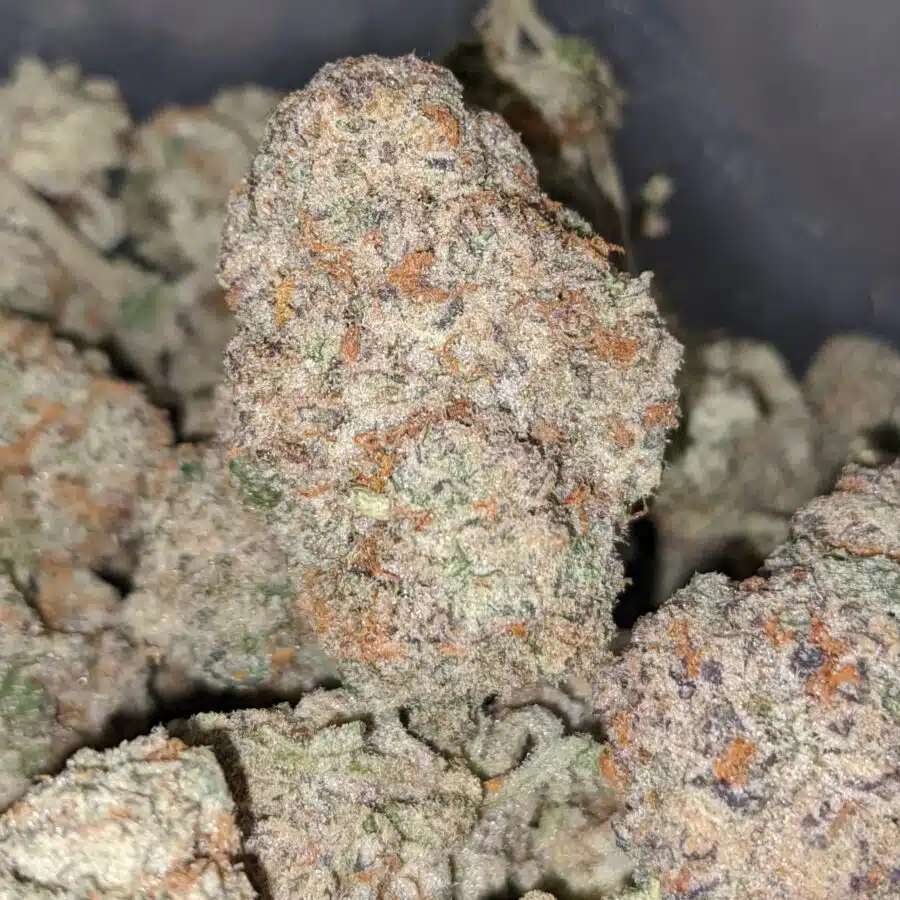 Alternative view of Larry OG