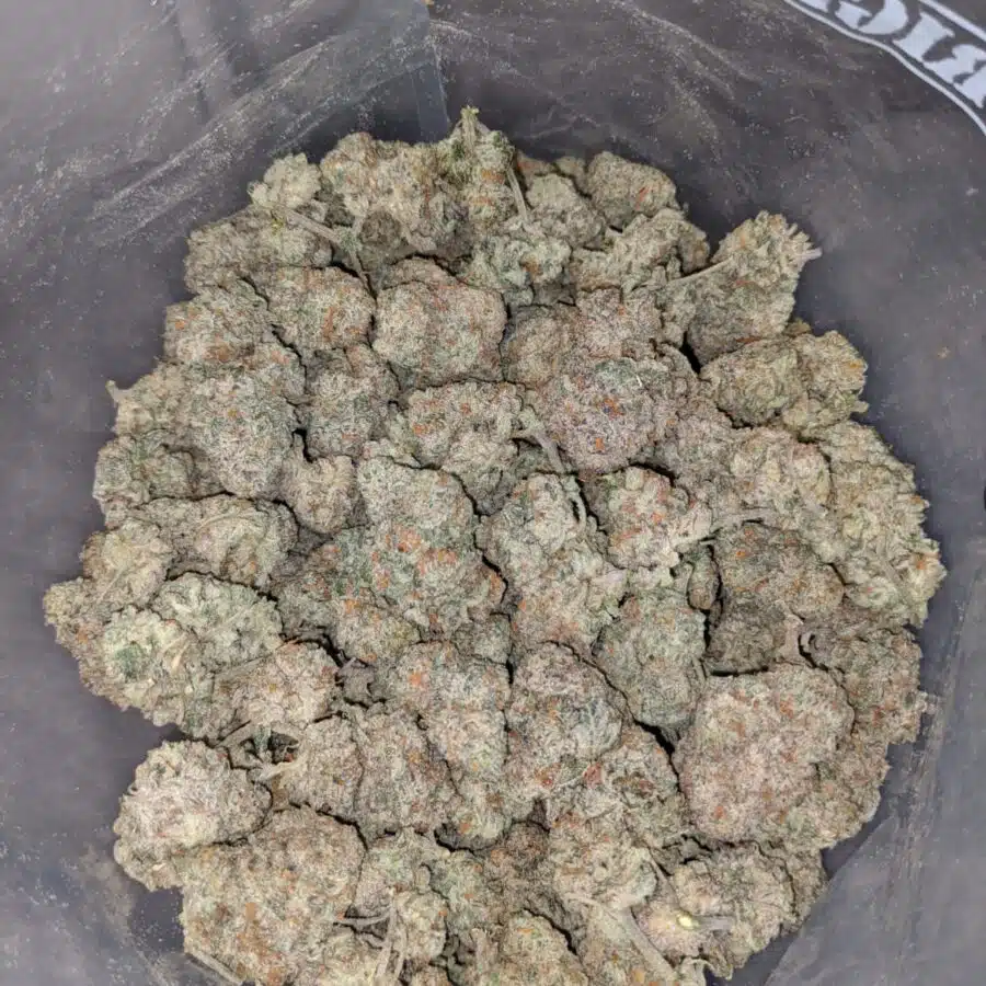 Larry Og 4 I Larry OG