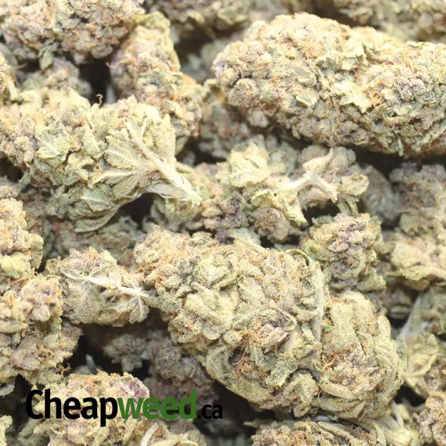 ORANGE CANDY BS 1 I Orange Candy Bulk Special