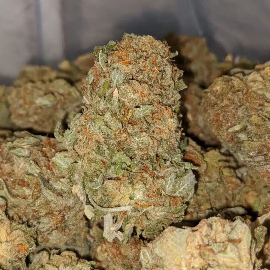 ORANGE KUSH 1 I Cheap WTF Kush