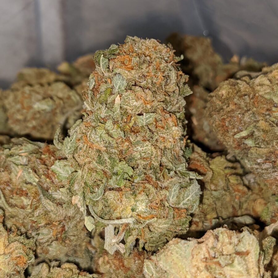 ORANGE KUSH 2 I Cheap WTF Kush