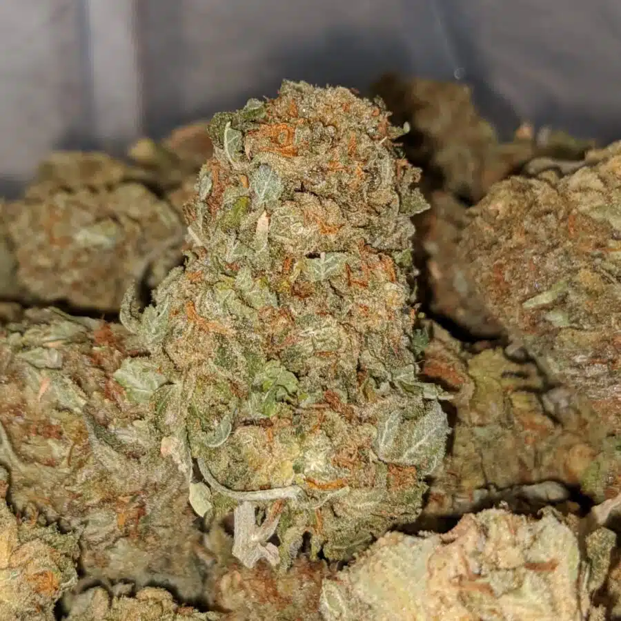 ORANGE KUSH 2 I Cheap WTF Kush