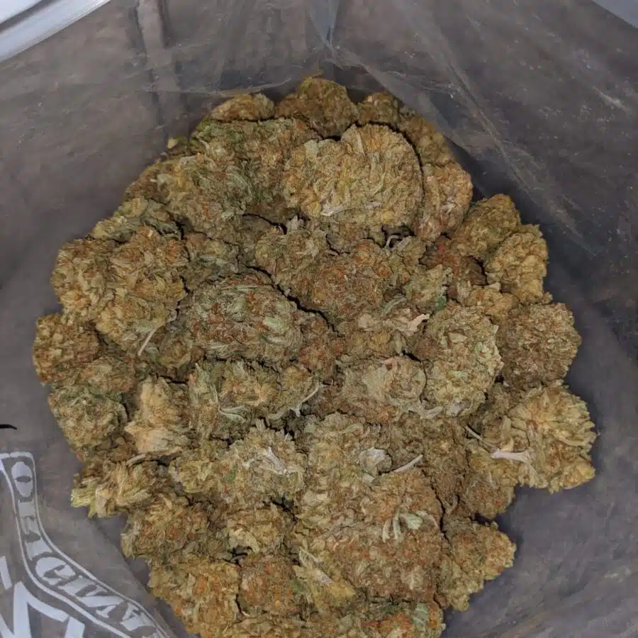 Cheap WTF Kush
