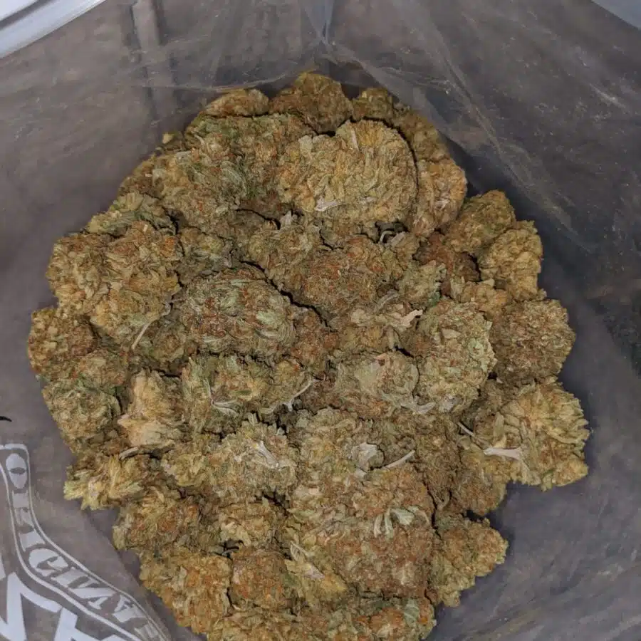 Alternative view of Cheap WTF Kush
