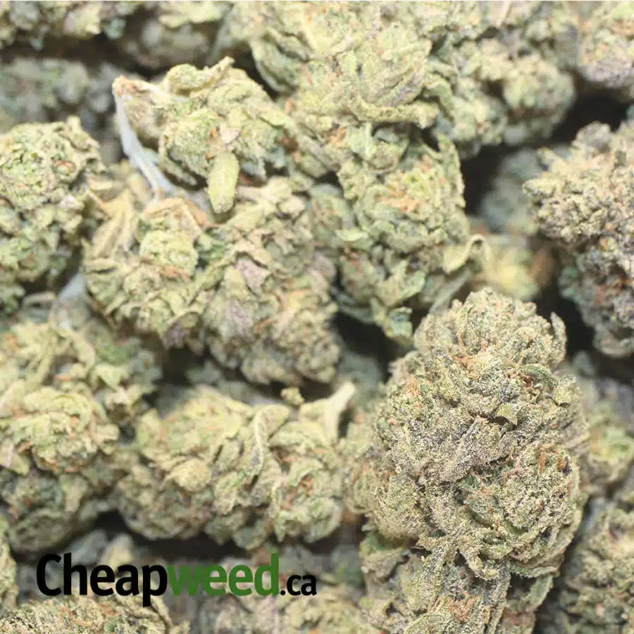 PINA COLADA DOD 1 I Pina Colada - *Deal of the Day*