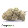 Pink Crack - *Deal Of The Day*