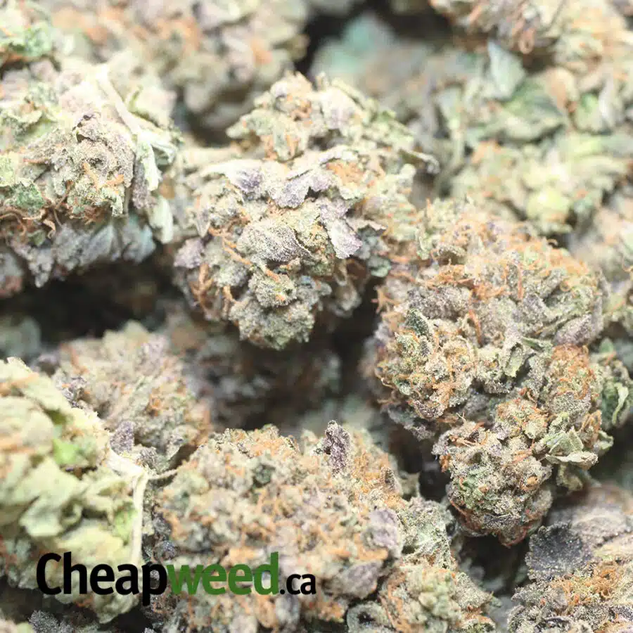 PURPLE BUBBA DOD 1 I Purple Bubba - *Deal Of The Day*