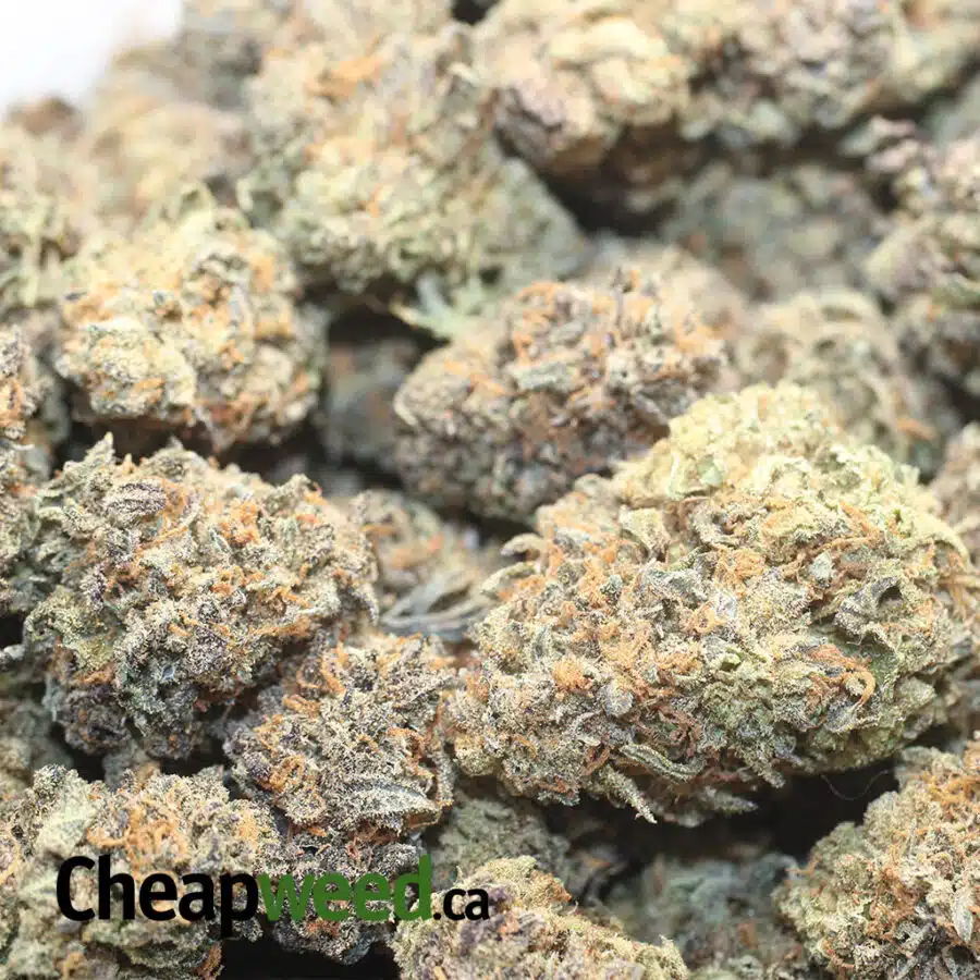 PURPLE CHEESE DOD 1 I Purple Cheese - *Deal Of The Day*