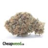 Purple Cheese - *Deal Of The Day*