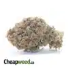 Purple Cheese - *Deal Of The Day*