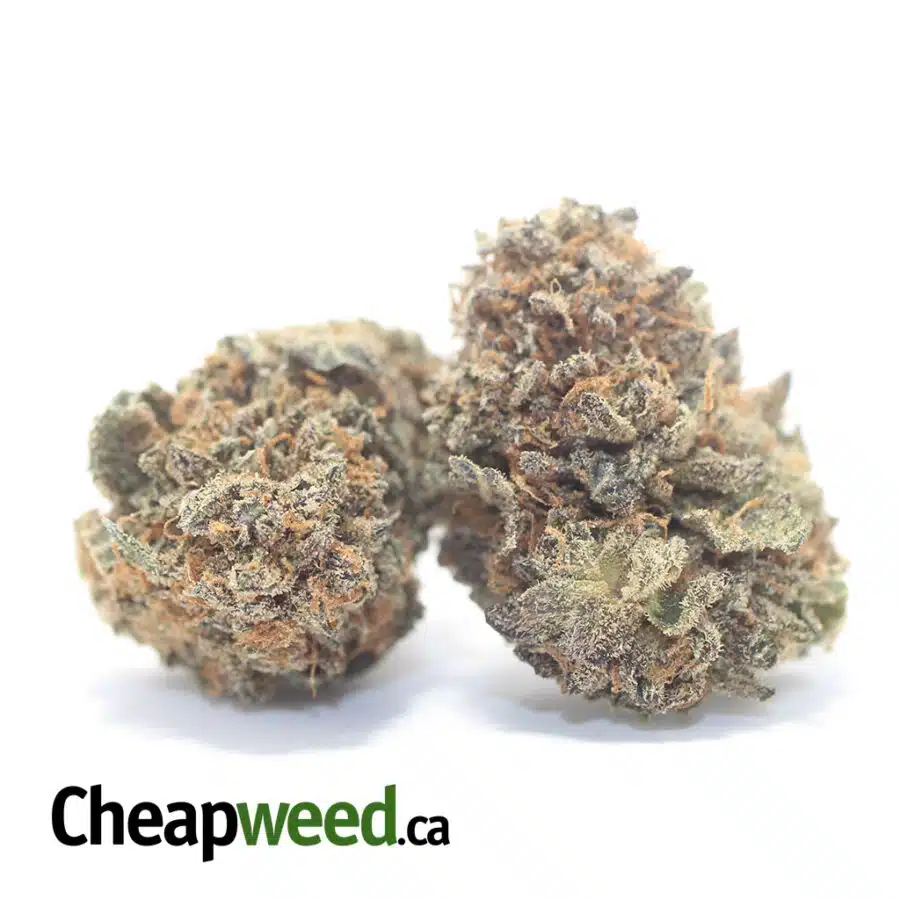 PURPLE CHEESE DOD 3 I Purple Cheese - *Deal Of The Day*