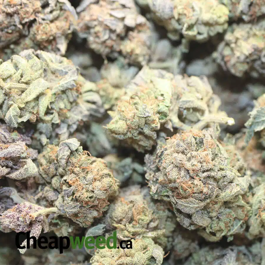 PURPLE COSMO DOD 1 I Purple Cosmo - *Deal Of The Day*