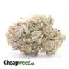 Purple Cosmo - *Deal Of The Day*