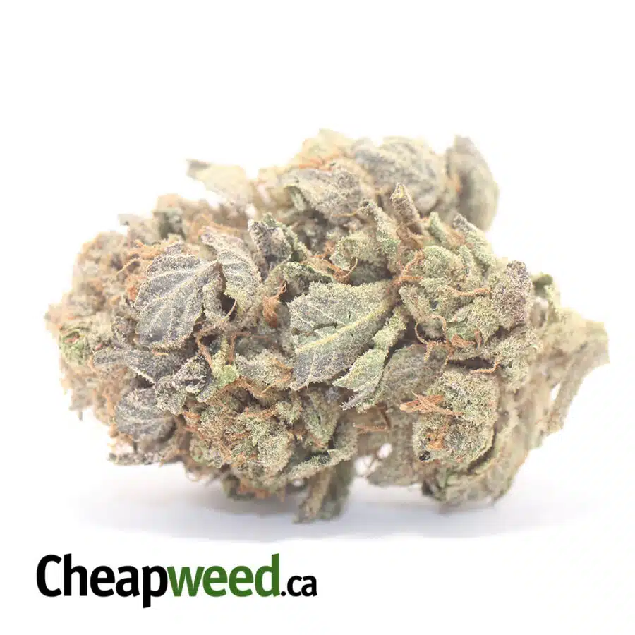 Purple Cosmo - *Deal Of The Day*